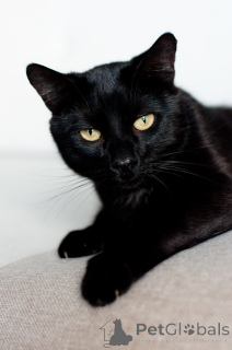 Photo №4. I will sell  in the city of Minsk.  - price - Is free