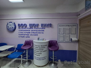 Photo №3. Hotel of cats in Russian Federation