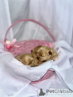 Photo №4. I will sell maltipu in the city of Abu Dhabi. private announcement - price - 1548$