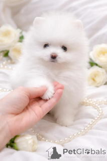 Photo №4. I will sell non-pedigree dogs in the city of Dnipro. from nursery, breeder - price - 1032$