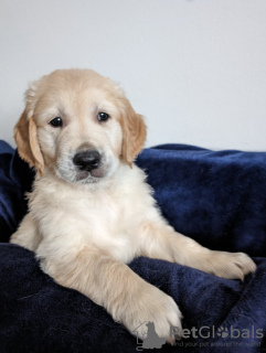 Photo №1. golden retriever - for sale in the city of Rochester | 400$ | Announcement № 100329