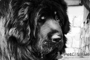Photo №2 to announcement № 8674 for the sale of tibetan mastiff - buy in Ukraine private announcement, from nursery, breeder