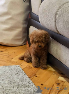 Photo №3. Red toy poodle puppies. Serbia
