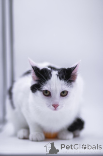 Photo №2 to announcement № 155317 for the sale of  - buy in Russian Federation private announcement