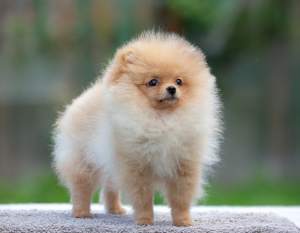 Photo №3. Male Pomeranian. Russian Federation