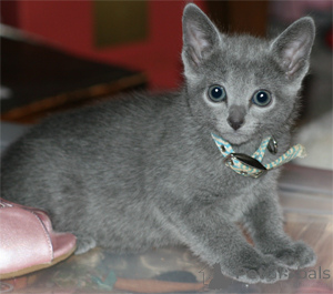 Photo №3. Lovely looking Russian Blue Kittens. Romania