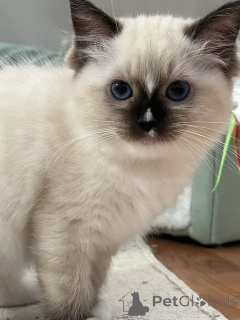 Photo №1. ragdoll - for sale in the city of Limbourg | Is free | Announcement № 172456