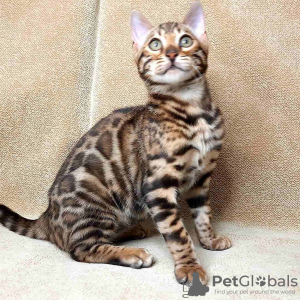 Photo №4. I will sell bengal cat in the city of Helsinki.  - price - 317$