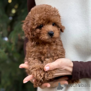 Photo №1. pomeranian - for sale in the city of Bamberg | 657$ | Announcement № 166803