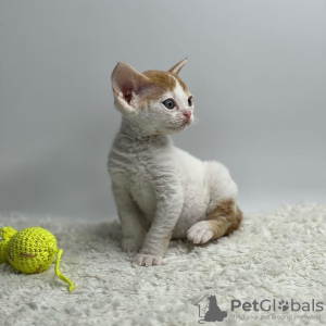 Photo №2 to announcement № 50787 for the sale of devon rex - buy in United States private announcement