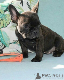 Photo №2 to announcement № 127366 for the sale of french bulldog - buy in Germany private announcement