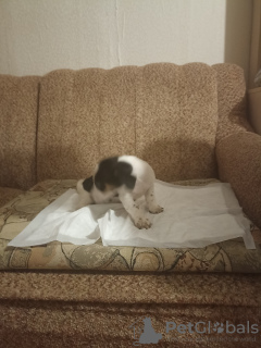 Photo №4. I will sell jack russell terrier in the city of Москва. private announcement - price - 254$