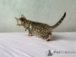 Photo №4. I will sell bengal cat in the city of Boston. private announcement, from nursery, breeder - price - negotiated