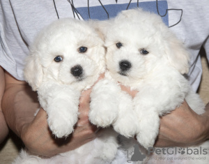 Photo №2 to announcement № 42655 for the sale of bichon frise - buy in Belarus from nursery