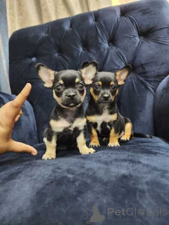 Photo №2 to announcement № 169790 for the sale of chihuahua - buy in Sweden 
