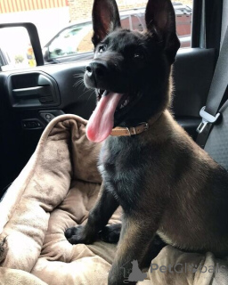 Photo №1. belgian shepherd - for sale in the city of Dalby | negotiated | Announcement № 169777