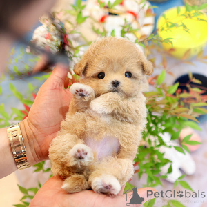 Photo №2 to announcement № 152225 for the sale of maltipu - buy in United States breeder