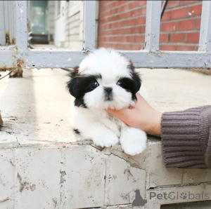 Photo №2 to announcement № 158391 for the sale of shih tzu - buy in Finland 