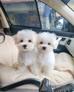 Photo №1. maltese dog - for sale in the city of Leicester Forest East | 350$ | Announcement № 125610