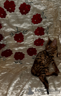 Photo №1. bengal cat - for sale in the city of Krasnodar | 402$ | Announcement № 8624