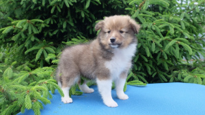 Photo №1. shetland sheepdog - for sale in the city of Mogilyov | 300$ | Announcement № 426