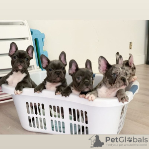 Photo №1. french bulldog - for sale in the city of Nivala | Is free | Announcement № 127889