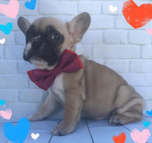 Photo №1. french bulldog - for sale in the city of Tver | 377$ | Announcement № 3385