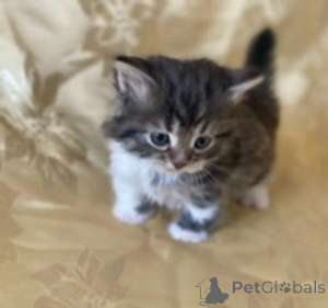 Photo №4. I will sell siberian cat in the city of Helsinki. private announcement, breeder - price - 300$