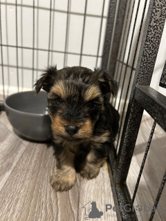 Photo №2 to announcement № 123458 for the sale of yorkshire terrier - buy in Finland private announcement, breeder