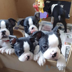 Photo №1. boston terrier - for sale in the city of Бохум | 100$ | Announcement № 129613