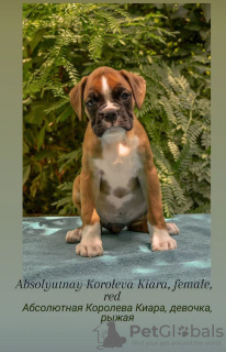 Photo №2 to announcement № 111313 for the sale of boxer - buy in Uzbekistan private announcement, from nursery