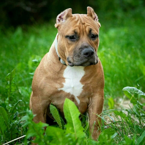 Photo №1. american bully - for sale in the city of St. Petersburg | 1289$ | Announcement № 2942