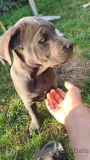 Photo №4. I will sell cane corso in the city of Šabac. private announcement - price - negotiated