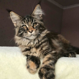 Photo №1. maine coon - for sale in the city of Chelyabinsk | 418$ | Announcement № 1627