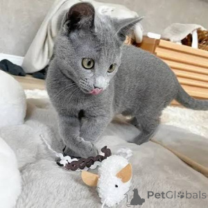 Photo №1. russian blue - for sale in the city of Jindrichuv Hradec | negotiated | Announcement № 173418