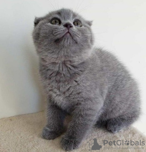 Photo №1. scottish fold - for sale in the city of Prague | negotiated | Announcement № 74545