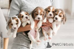Photo №3. Beagle Puppies. Germany