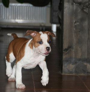 Additional photos: Am.staff puppies for sale