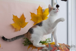 Photo №3. Kitten Dashka is an affectionate, cheerful child looking for a home!. Russian Federation