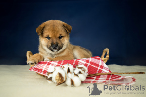 Photo №2 to announcement № 45758 for the sale of shiba inu - buy in Russian Federation from nursery