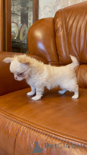 Photo №3. Loving Chihuahua puppies for sale. Business WhatsApp 4915781334108. Lithuania