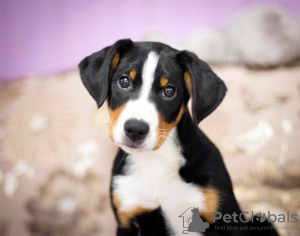 Photo №1. appenzeller sennenhund - for sale in the city of Москва | 621$ | Announcement № 26652