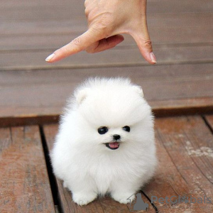Photo №1. pomeranian - for sale in the city of Denver | negotiated | Announcement № 15450
