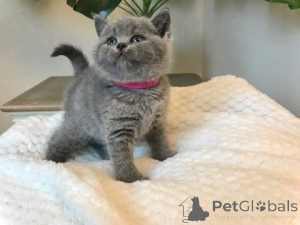 Photo №4. I will sell british shorthair in the city of Berlin.  - price - negotiated