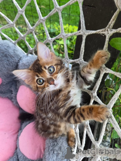 Photo №2 to announcement № 158797 for the sale of bengal cat - buy in Germany breeder