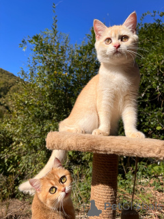 Photo №1. british shorthair - for sale in the city of Gelendzhik | Is free | Announcement № 154748