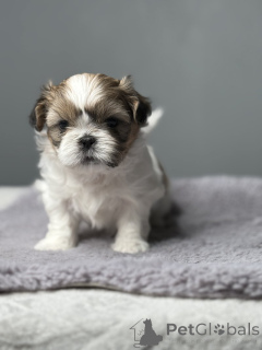 Photo №1. shih tzu - for sale in the city of New York | 300$ | Announcement № 139179