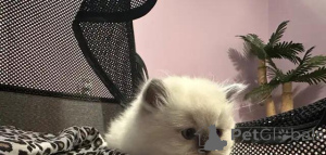 Photo №2 to announcement № 176007 for the sale of scottish fold - buy in Germany private announcement