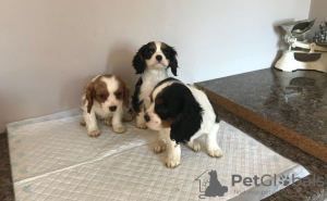 Photo №1. cavalier king charles spaniel - for sale in the city of Дортмунд | Is free | Announcement № 123636