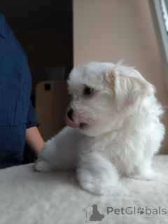 Photo №1. maltese dog - for sale in the city of Saint-Vit | 1755$ | Announcement № 158844
